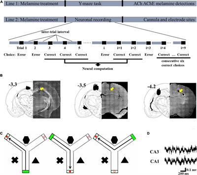 Melamine Disrupts Acetylcholine-Mediated Neural Information Flow in the Hippocampal CA3–CA1 Pathway